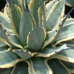 Agave applanata