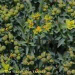 Euphorbia duvalii Flower