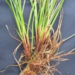 Carex polystachya Anders