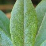 Rhododendron russatum Leaf