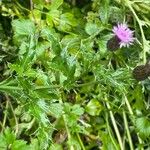 Cirsium arvense Blad