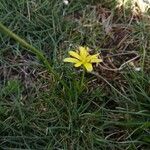 Gagea fragifera その他の提案
