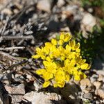 Haplophyllum patavinum Bloem