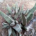 Gasteria carinata Leaf