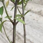 Monarda punctata Bark