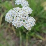 Achillea nobilisFlower