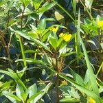 Ludwigia peploides Цветок