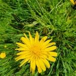 Tragopogon pratensisFlower