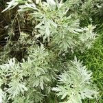 Artemisia absinthium Lehti