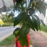 Syzygium zeylanicum Leaf