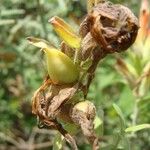 Castilleja tenuiflora ഫലം