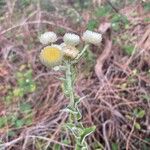 Helichrysum foetidum Flower