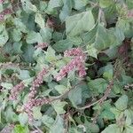 Amaranthus deflexus Habit