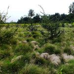 Carex paniculata Máis