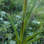 Gymnadenia conopsea 葉