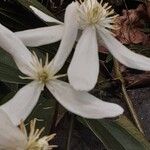 Clematis armandi Flor