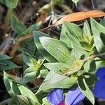 Lysimachia monelli Leaf