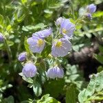 Polemonium pulcherrimum Blomma