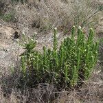 Pseudognaphalium californicum Leaf