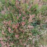 Rumex acetosellaKvet