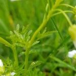 Cardamine amara Blad