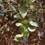 Balanites aegyptiaca Feuille