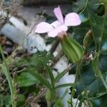 Vaccaria hispanica Flower