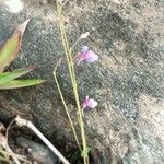 Utricularia uliginosa Elinympäristö