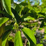 Annona squamosaBlomst