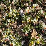 Polygala chamaebuxus Habitus