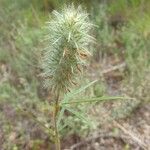 Trifolium angustifolium Ffrwyth