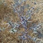 Eryngium creticum পাতা