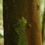 Iryanthera hostmannii 樹皮