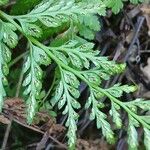 Asplenium adiantum-nigrum 果實