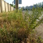 Grindelia squarrosa Habitat