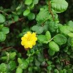Hibbertia empetrifolia Folla