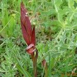 Serapias strictiflora Other