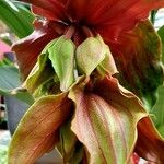 Medinilla magnifica List