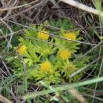 Sanicula arctopoides Flor