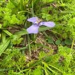Herbertia lahue 花