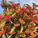 Crataegus persimilis Frutto