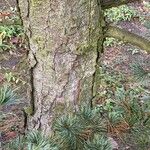 Pinus parviflora বাকল