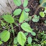 Rubus macrophyllus Blad