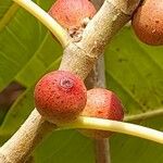 Ficus cordata Blüte
