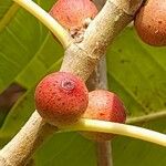Ficus cordata Flor