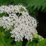 Chaerophyllum hirsutum 花