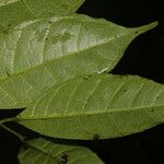 Sorocea trophoides Leaf