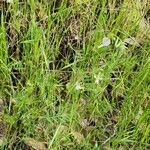 Vicia michauxii Kita