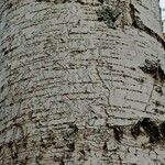 Betula pubescens Bark