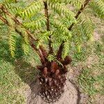 Dicksonia antarctica Leaf